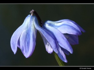 Blumen Blüten Zweiblättriger Blaustern
